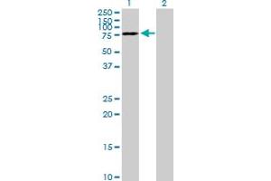 Western Blot analysis of DYNC1I2 expression in transfected 293T cell line by DYNC1I2 MaxPab polyclonal antibody.