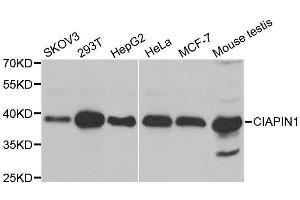 CIAPIN1 抗体  (AA 1-312)