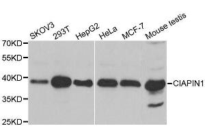 Western blot analysis of extracts of various cell lines, using CIAPIN1 antibody. (CIAPIN1 抗体  (AA 1-312))