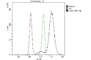 Flow Cytometry analysis of Hela cells using anti-Krt20 antibody (ABIN7601133). (KRT20 抗体  (AA 29-431))