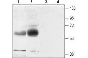 Western blot analysis of rat (lanes 1 and 3) and mouse (lanes 2 and 4) brain membranes: - 1,2. (SLC1A3 抗体  (2nd Extracellular Loop))