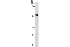 Western Blotting (WB) image for anti-Dopamine Receptor D4 (DRD4) antibody (ABIN2425757) (DRD4 抗体)