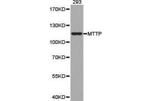 Western blot analysis of extracts of 293 cell lines, using MTTP antibody. (MTTP 抗体)
