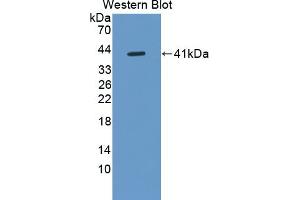 DEFA6 antibody  (AA 19-99)