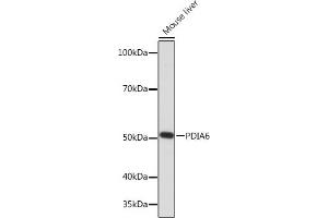 Western blot analysis of extracts of Mouse liver, using PDI Rabbit mAb (ABIN7269615) at 1:1000 dilution. (PDIA6 抗体)