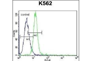 KCNH2 Antibody (Center) (ABIN652759 and ABIN2842499) flow cytometric analysis of K562 cells (right histogram) compared to a negative control ( Rabbit IgG Isotype Control) (left histogram).