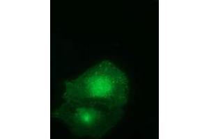 Immunofluorescence (IF) image for anti-Family with Sequence Similarity 84, Member B (FAM84B) antibody (ABIN1498211) (FAM84B 抗体)