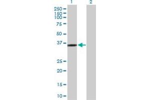 Western Blot analysis of KIF6 expression in transfected 293T cell line by KIF6 MaxPab polyclonal antibody. (KIF6 抗体  (AA 1-293))