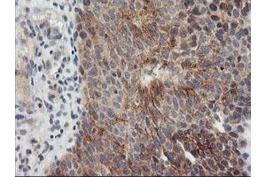 Image no. 5 for anti-Metalloproteinase Inhibitor 2 (TIMP2) antibody (ABIN1501394) (TIMP2 抗体)