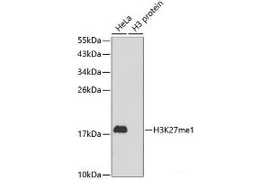 Western blot analysis of extracts of various cell lines using MonoMethyl-Histone H3-K27 Polyclonal Antibody. (Histone 3 抗体  (meLys27))