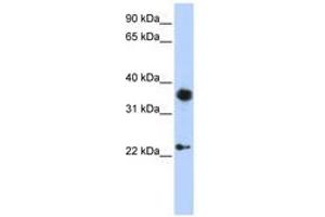 Image no. 1 for anti-Engrailed Homeobox 1 (EN1) (AA 252-301) antibody (ABIN6741515) (EN1 抗体  (AA 252-301))