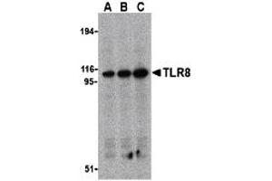 Western Blotting (WB) image for anti-Toll-Like Receptor 8 (TLR8) (Middle Region) antibody (ABIN1031132) (TLR8 抗体  (Middle Region))