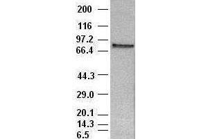 Image no. 1 for anti-Signal Transducer and Activator of Transcription 4 (STAT4) (AA 633-652) antibody (ABIN1491621) (STAT4 抗体  (AA 633-652))