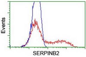 HEK293T cells transfected with either RC203139 overexpress plasmid (Red) or empty vector control plasmid (Blue) were immunostained by anti-SERPINB2 antibody (ABIN2455403), and then analyzed by flow cytometry. (SERPINB2 抗体)