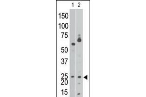 Antibody is used in Western blot to detect NIP3 BH3 in Ramos cell lysate (lane 1) and in mouse brain tissue lysate (lane 2). (BNIP3 抗体  (AA 152-187))