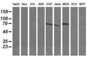 Image no. 5 for anti-Differentially Expressed in FDCP 6 Homolog (DEF6) antibody (ABIN1497809) (DEF6 抗体)