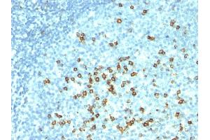 Formalin-fixed, paraffin-embedded human tonsil stained with CD57 Monoclonal Antibody (HNK-1 + NK-1). (CD57 抗体)