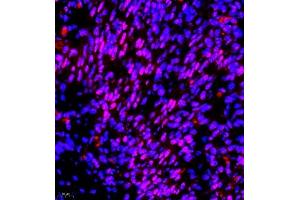 Immunofluorescence of paraffin embedded mouse embryonic mouse using RNF7 (ABIN7075471) at dilution of 1:2000 (400x lens) (RNF7 抗体)