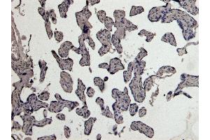 ABIN185470 Negative Control showing staining of paraffin embedded Human Placenta, with no primary antibody. (PLAU 抗体  (C-Term))