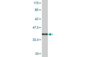 Western Blot detection against Immunogen (35.