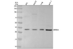 Western blot analysis of IkB Alpha/NFKBIA (Phospho-S36) using anti-IkB Alpha/NFKBIA (Phospho-S36) antibody (ABIN7603316).