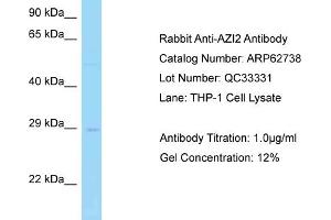 Western Blotting (WB) image for anti-5-Azacytidine Induced 2 (AZI2) (N-Term) antibody (ABIN2789231) (AZI2 抗体  (N-Term))