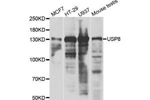 Western blot analysis of extracts of various cell lines, using USP8 antibody. (USP8 抗体)