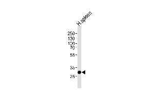 Western blot analysis of lysate from human spleen tissue lysate, using S Antibody (C-term) (ABIN1536813 and ABIN2848701). (SAP30 抗体  (C-Term))