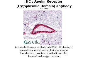 Image no. 2 for anti-Apelin Receptor (APLNR) (3rd Cytoplasmic Domain) antibody (ABIN1731854) (Apelin Receptor 抗体  (3rd Cytoplasmic Domain))