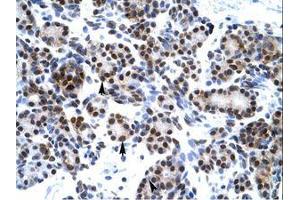 Image no. 3 for anti-Hairy and Enhancer of Split 7 (HES7) (AA 63-112) antibody (ABIN6735843) (HES7 抗体  (AA 63-112))