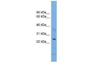 WB Suggested Anti-BAX Antibody Titration: 0. (BAX 抗体  (N-Term))