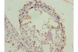 Immunohistochemistry of paraffin-embedded human testis tissue using ABIN7152956 at dilution of 1:100 (FZR1 抗体  (AA 1-493))