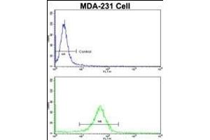 Flow cytometric analysis of MDA-231 cells using RANBP9 Antibody (Center)(bottom histogram) compared to a negative control cell (top histogram). (Importin 9 抗体  (AA 339-367))