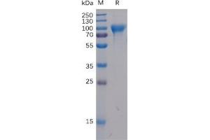 Human B7H2 Protein, mFc-His Tag on SDS-PAGE under reducing condition. (ICOSLG Protein (mFc-His Tag))
