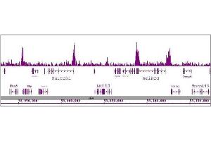CDK8 antibody (pAb) tested by ChIP-Seq. (CDK8 抗体  (C-Term))