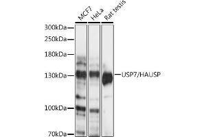 Western blot analysis of extracts of various cell lines, using USP7/HAUSP antibody (ABIN6132280, ABIN6150032, ABIN6150034 and ABIN6217614) at 1:1000 dilution. (USP7 抗体  (AA 206-1102))