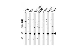 All lanes : Anti-RPL34 Antibody (Center) at 1:2000 dilution Lane 1:  whole cell lysate Lane 2: A431 whole cell lysate Lane 3: U-251 MG whole cell lysate Lane 4: U-2OS whole cell lysate Lane 5: mouse brain lysate Lane 6: NIH3T3 whole cell lysate Lane 7: rat liver lysate Lysates/proteins at 20 μg per lane. (RPL34 抗体  (AA 37-66))
