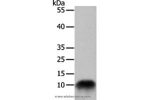 Western blot analysis of 293T cell, using COX7B Polyclonal Antibody at dilution of 1:700 (COX7B 抗体)