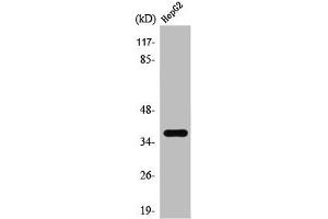 Western Blot analysis of HepG2 cells using T2R39 Polyclonal Antibody