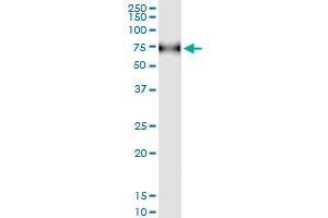 Immunoprecipitation of CD96 transfected lysate using anti-CD96 MaxPab rabbit polyclonal antibody and Protein A Magnetic Bead , and immunoblotted with CD96 MaxPab mouse polyclonal antibody (B01) . (CD96 抗体  (AA 1-402))