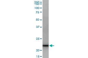 GRPEL1 MaxPab polyclonal antibody. (GRPEL1 抗体  (AA 1-217))