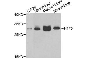 Western blot analysis of extracts of various cell lines, using H1F0 antibody (ABIN5971687) at 1/1000 dilution. (Histone H1 抗体)