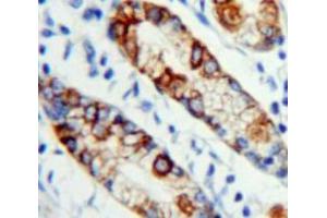 Used in DAB staining on fromalin fixed paraffin-embedded Stomach tissue (MPL 抗体  (AA 311-460))