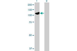 Western Blot analysis of HYOU1 expression in transfected 293T cell line by HYOU1 MaxPab polyclonal antibody. (HYOU1 抗体  (AA 1-678))
