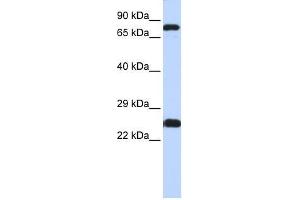 ZNF799 antibody used at 0. (ZNF799 抗体  (N-Term))