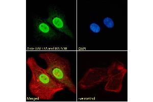 (ABIN185217) Immunofluorescence analysis of paraformaldehyde fixed U2OS cells, permeabilized with 0. (BAF53A and BAF53B (C-Term) 抗体)