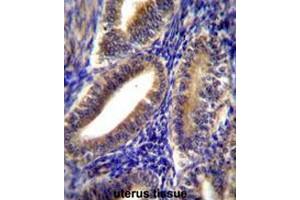 CNN2 Antibody (N-term) immunohistochemistry analysis in formalin fixed and paraffin embedded human uterus tissue followed by peroxidase conjugation of the secondary antibody and DAB staining. (CNN2 抗体  (N-Term))
