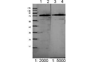 anti-Chloroplast Outer Envelope Membrane Translocon Complex Oep75 Protein (Toc75) (Chloroplastic), (Domain 3) antibody