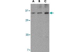 Western blot analysis of ORAI3 in A-20 cell lysate with ORAI3 polyclonal antibody  at (A) 1, (B) 2 and (C) 4 ug/mL . (ORAI3 抗体  (N-Term))