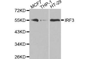 Western blot analysis of extracts of various cell lines, using IRF3 antibody. (IRF3 抗体)